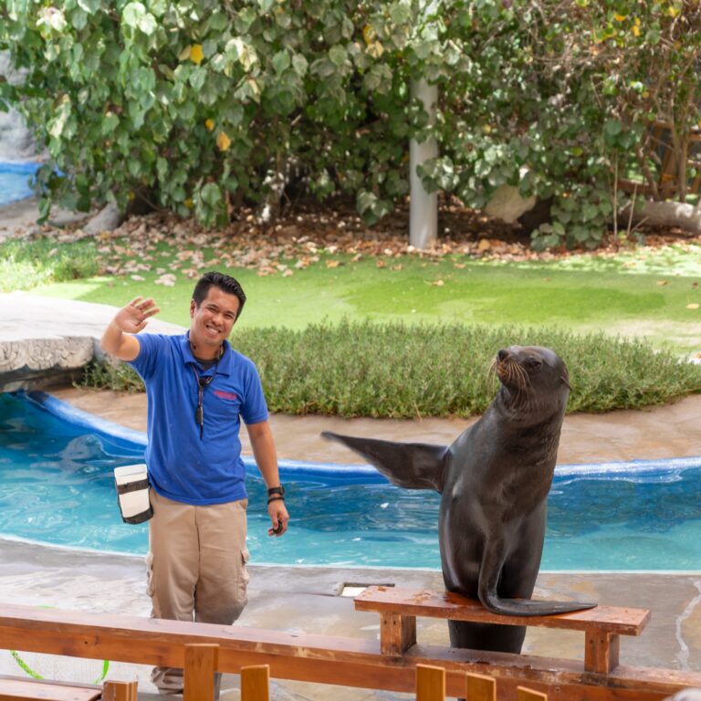 Emirates Park Zoo & Resort animal handler with on of their sea lions